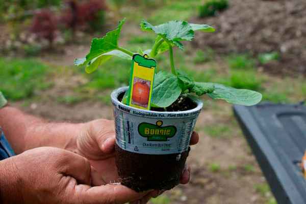 Как вырастить тыкву в горшке: посадка, уход + фото