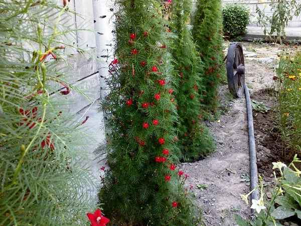 Квамоклит перистый (кипарисная лиана): посадка и уход, выращивание в открытом грунте, сочетание в ландшафтном дизайне, фото