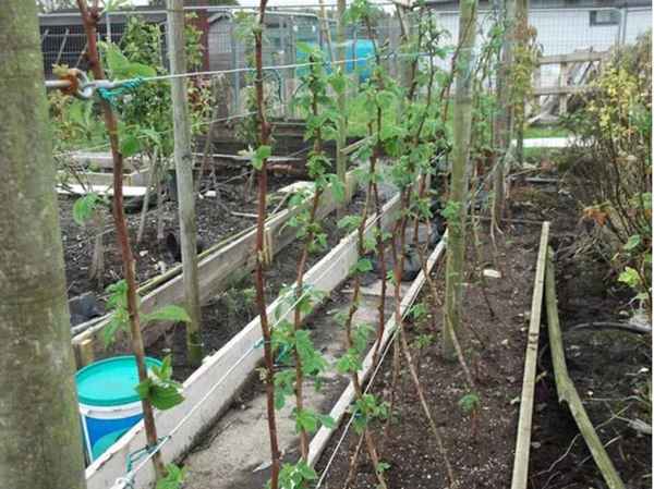 Выращивание малины по методу соболева (фото, видео, отзывы)