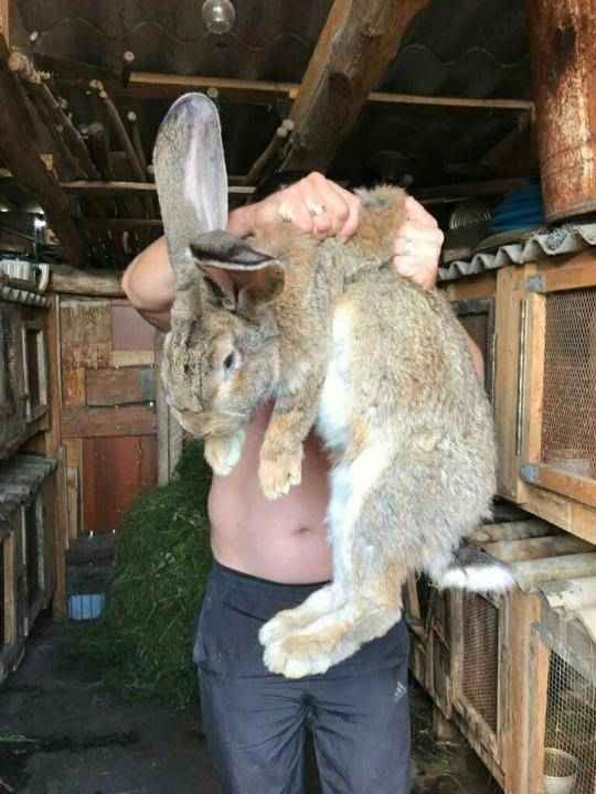 Кролики великаны: разведение, выращивание, кормление, породы + фото