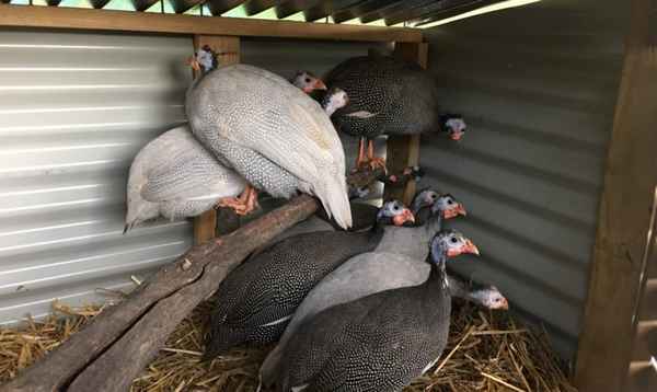 Цесарки: разведение, содержание и уход в домашних условиях + видео и фото птицы