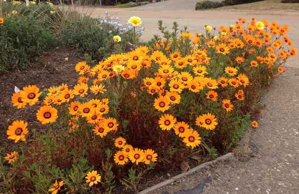 Урсиния выращивание из семян, фото в ландшафтном дизайне, посадка и размножение и уход в открытом грунте