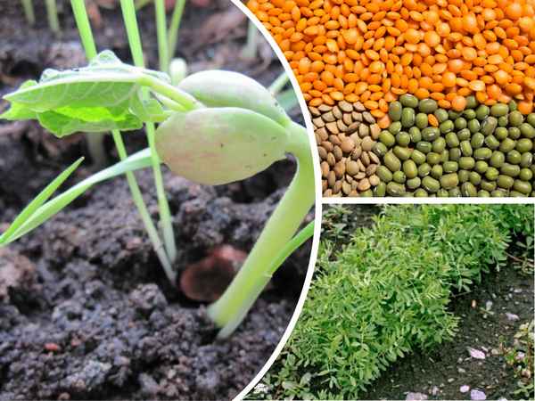 Чечевица посадка и уход на даче, выращивание и размножение в открытом грунте, фото