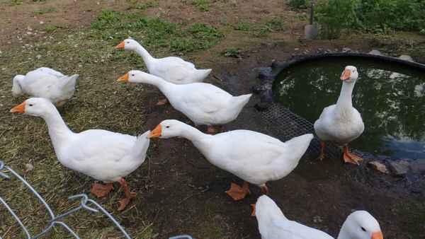 Выращивание гусей линда в домашних условиях: советы для начинающих с фото и видео