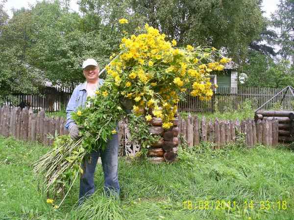 Цветы золотые шары: посадка и уход в открытом грунте, роль сорта в ландшафтном дизайне, выращивание из семян и размножение