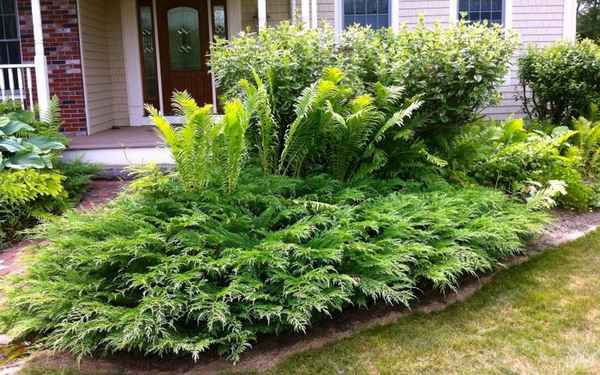 Микробиота перекрестнопарная: посадка и уход, фото, размножение сорта, выращивание в открытом грунте и сочетание в ландшафтном дизайне