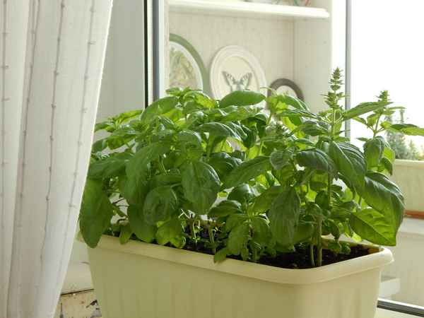 Как вырастить базилик на подоконнике в квартире: правила выращивания из семян и уход + фото
