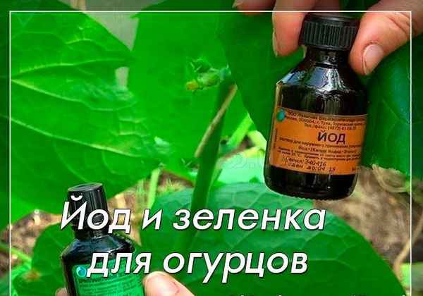 Обработка огурцов зеленкой и йодом, сывороткой в открытом грунте: видео + отзывы