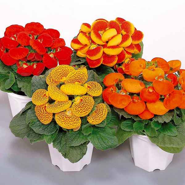 Кальцеолярия: посадка и уход в домашних условиях, фото + видео