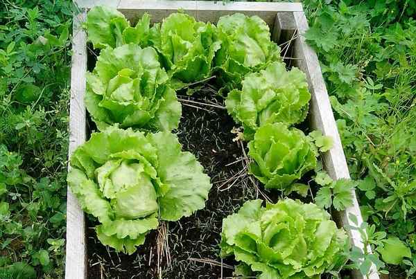 Салат айсберг на даче: выращивание и уход в открытом грунте, посадка из семян + фото