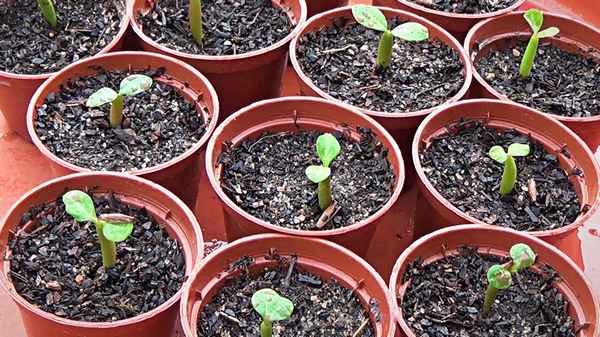 Выращивание адениума из семян в домашних условиях, посадка и уход + фото