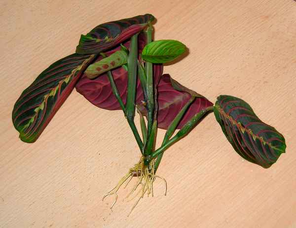 Маранта триколор: уход в домашних условиях, размножение, болезни, фото