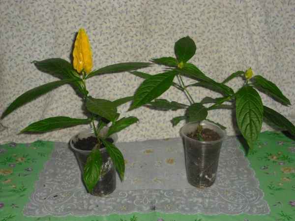 Пахистахис: уход и размножение в домашних условиях + фото