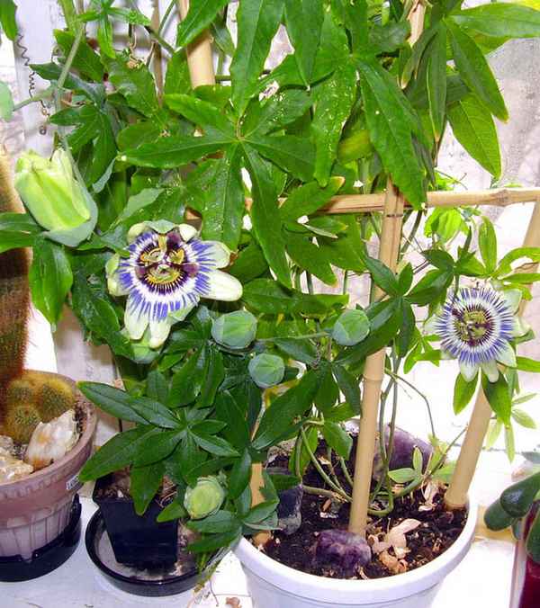Пассифлора (Страстоцвет) посадка и уход в домашних условиях, выращивание и размножение, обрезка + фото
