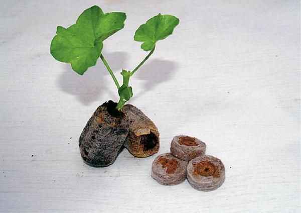 Размножение герани черенками в домашних условиях в воде и в торфяных таблетках (фото, видео)