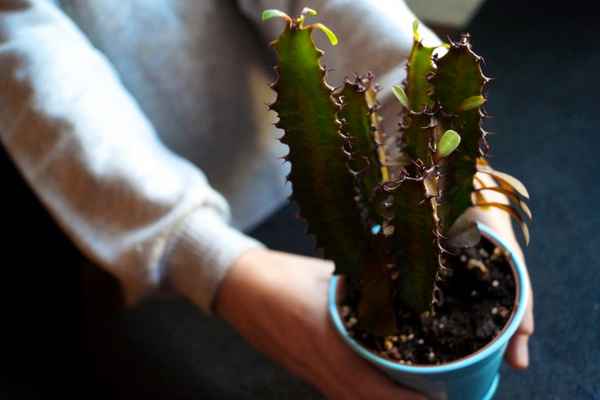 Эуфорбия уход в домашних условиях, фото, болезни, размножение