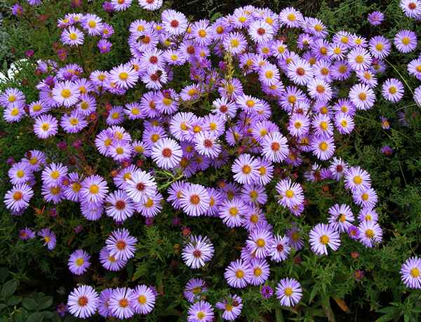 Цветы сентябринки: размножение, посадка и уход, болезни + фото