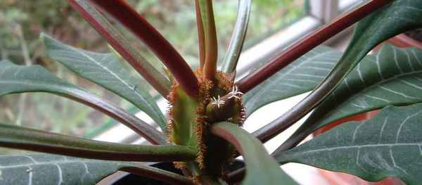 Молочай беложильчатый: уход в домашних условиях, фото, виды, размножение и болезни