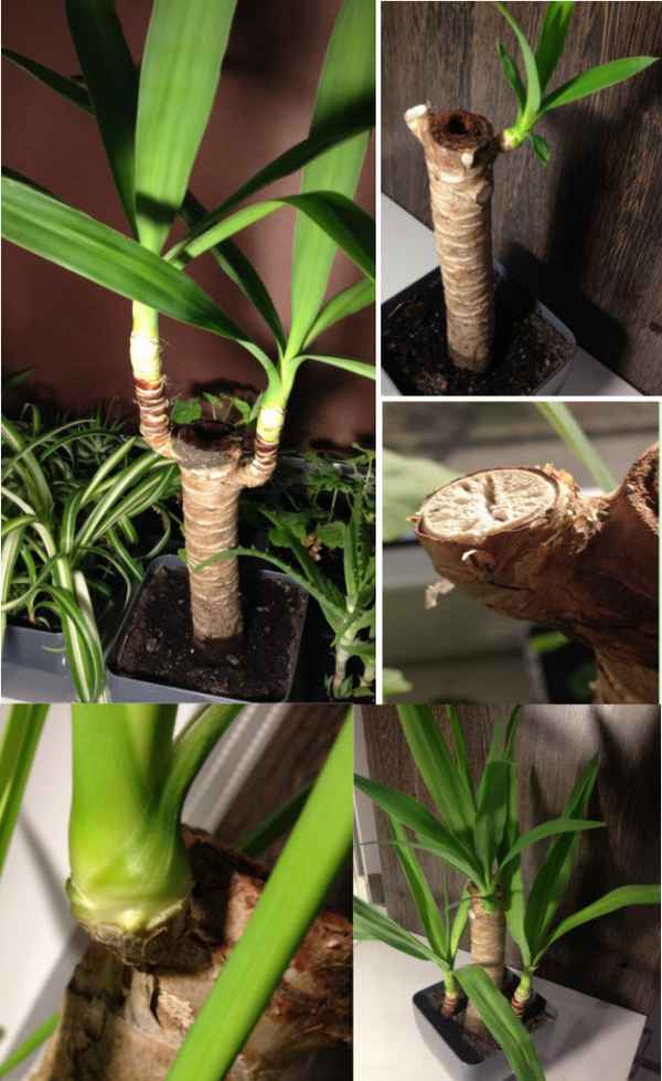 Юкка размножение в домашних условиях + фото пошагово