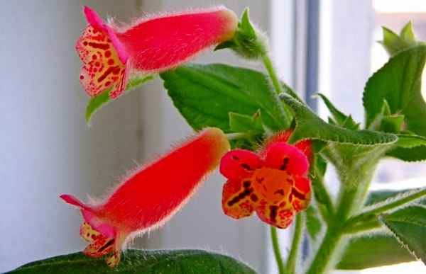 Колерия уход в домашних условиях, виды, формирование кроны, обрезка + фото