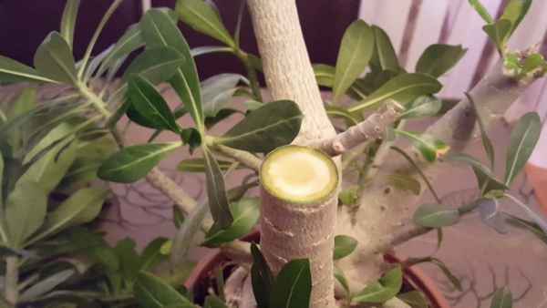 Плюмерия уход в домашних условиях, обрезка и формирование кроны + фото пошагово