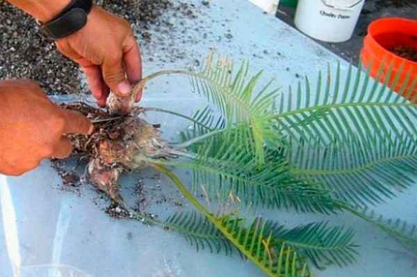 Цикас: уход в домашних условиях, размножение, пересадка, болезни + фото