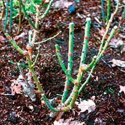 Осенняя обрезка роз и укрытие на зиму (видеоурок для начинающих)