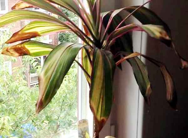 Кордилина: уход в домашних условия, фото, размножение и почему сохнут листья