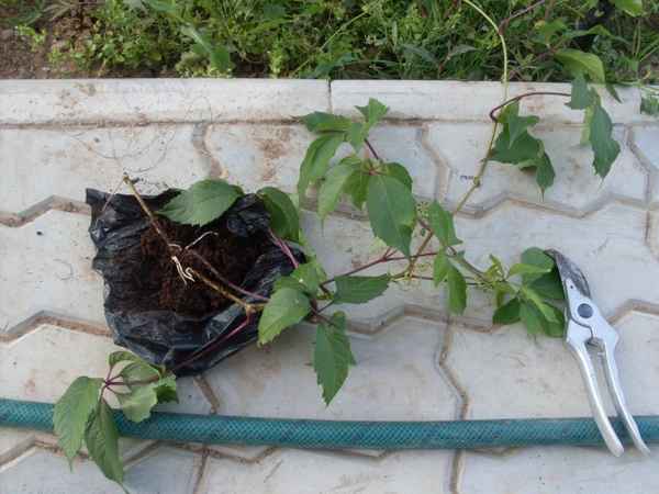 Девичий виноград размножение черенками и отводками весной и осенью (фото и видео)