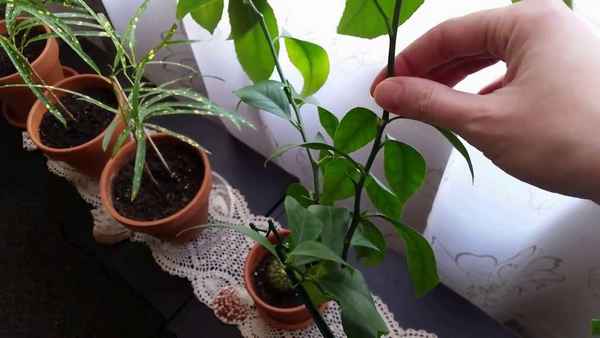 Радермахера уход в домашних условиях, пересадка, прищипывание, размножение + фото