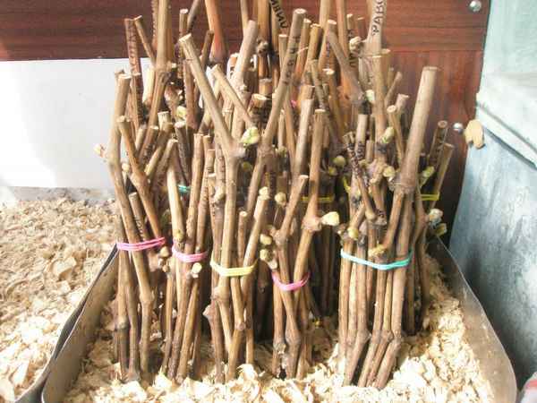 Черенки винограда: заготовка черенков винограда осенью, хранение зимой и проращивание весной + видео