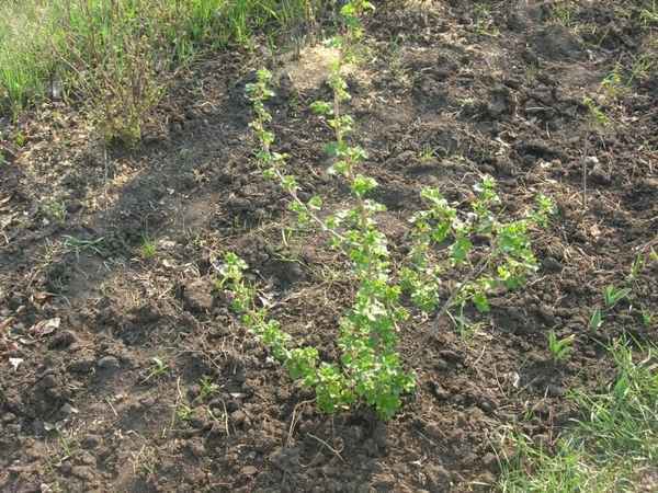 Йошта: посадка и уход в открытом грунте, размножение, болезни и вредители + фото