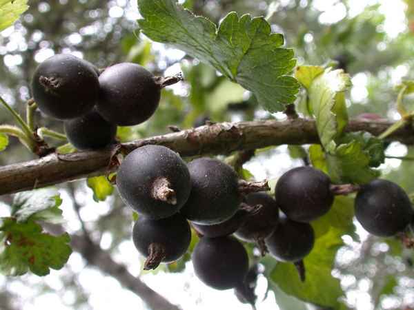 Йошта полезные свойства и противопоказания + фото