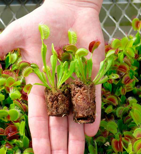 Венерина мухоловка: уход в домашних условиях и как вырастить из семян + фото