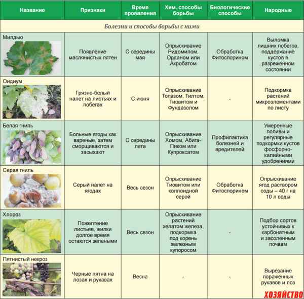 Осенняя обработка винограда против болезней и вредителей: препаратами и без химии + видео