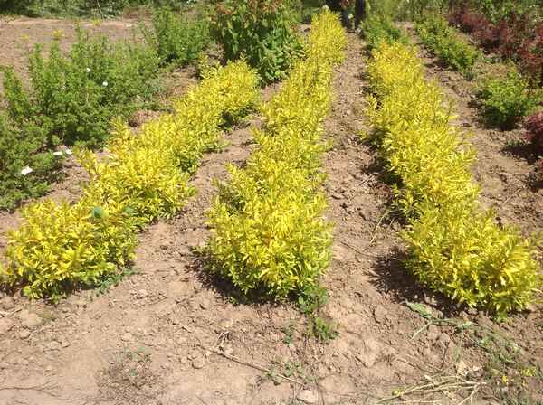 Бирючина золотистая: фото, описание и отзывы, посадка и уход