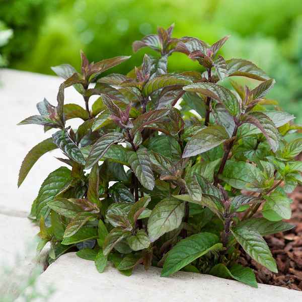 Растение мята шоколадная: посадка и уход в домашних условиях, выращивание из семян + фото