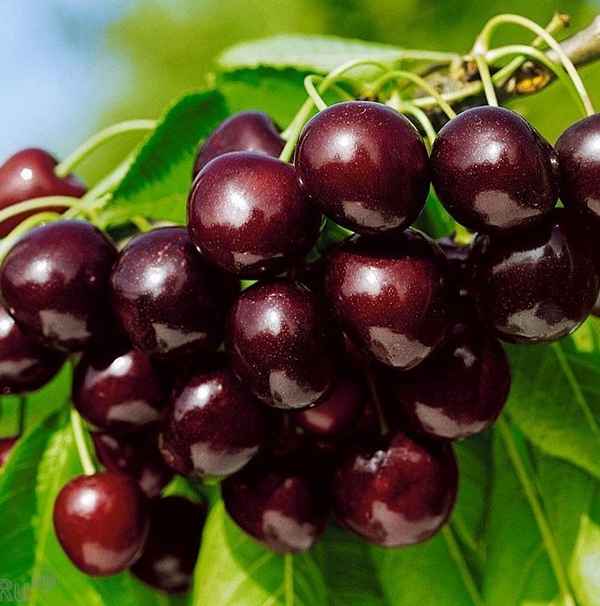 Черешня бряночка описание сорта фото отзывы