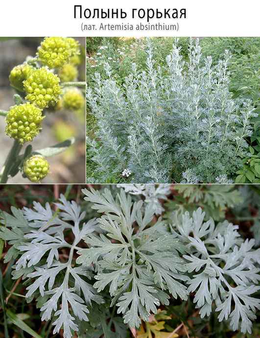 Полынь горькая: лечебные свойства и противопоказания, отзывы, фото + видео