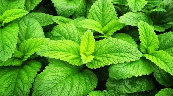 Мята лимонная: полезные свойства и противопоказания, отзывы, фото