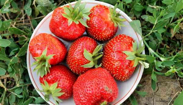 Земляника максим: описание сорта, фото, отзывы