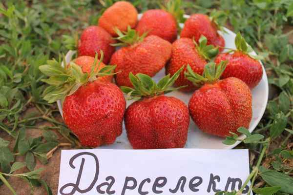 Земляника садовая дарселект: описание сорта, фото, отзывы