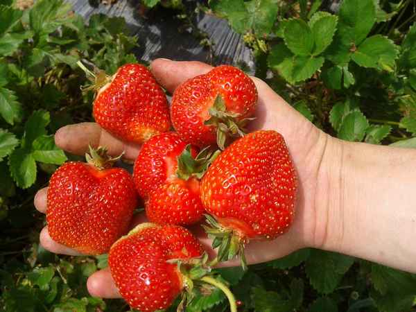 Земляника эльсанта: описание сорта, хаpaктеристика, фото + отзывы