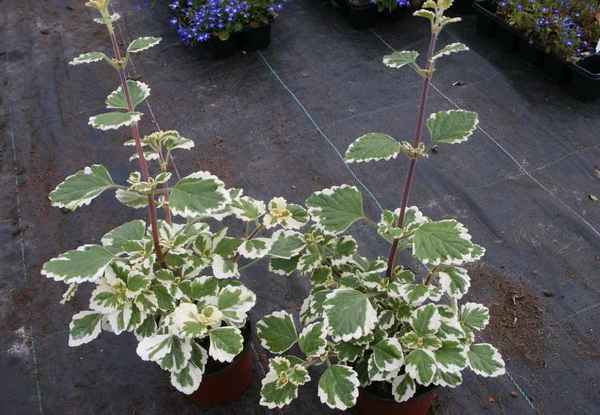 Плектрантус: виды и сорта с фото, уход в домашних условиях