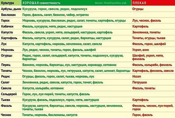 Что можно сажать рядом с кабачками, а что нельзя