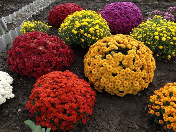 Шаровидные хризантемы: как сохранить зимой