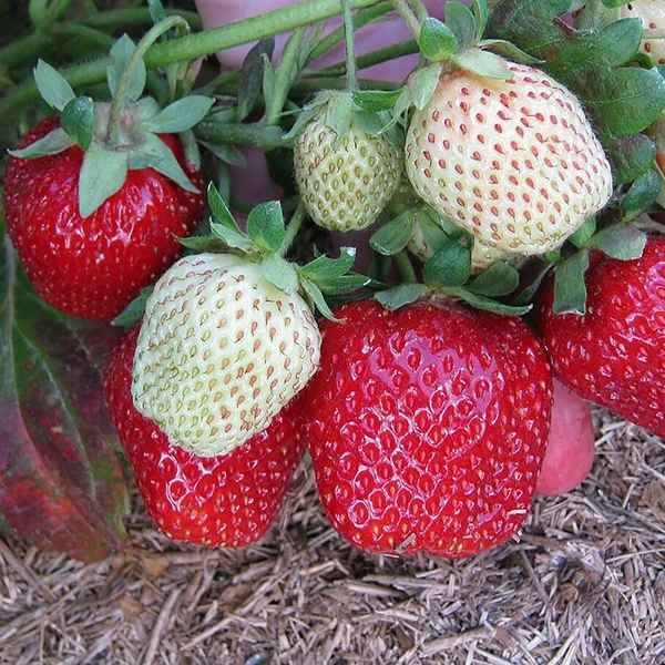 Земляника королева елизавета 2: описание сорта, фото, отзывы