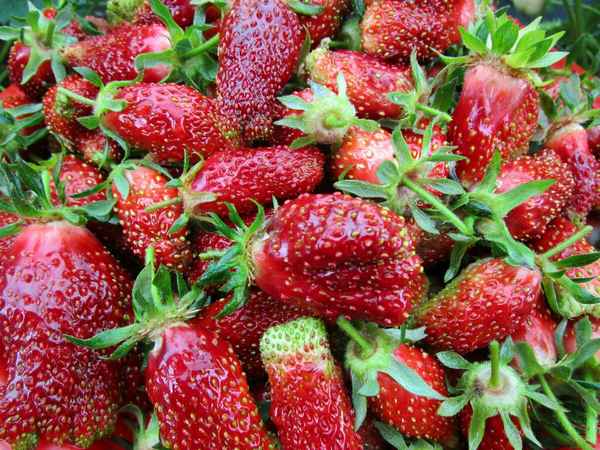 Земляника садовая купчиха описание сорта фото отзывы