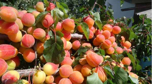 Абрикос для подмосковья: лучшие сорта, фото с описаниями + отзывы