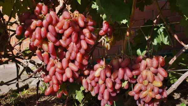 Виноград юбилей новочеркасска описание сорта фото